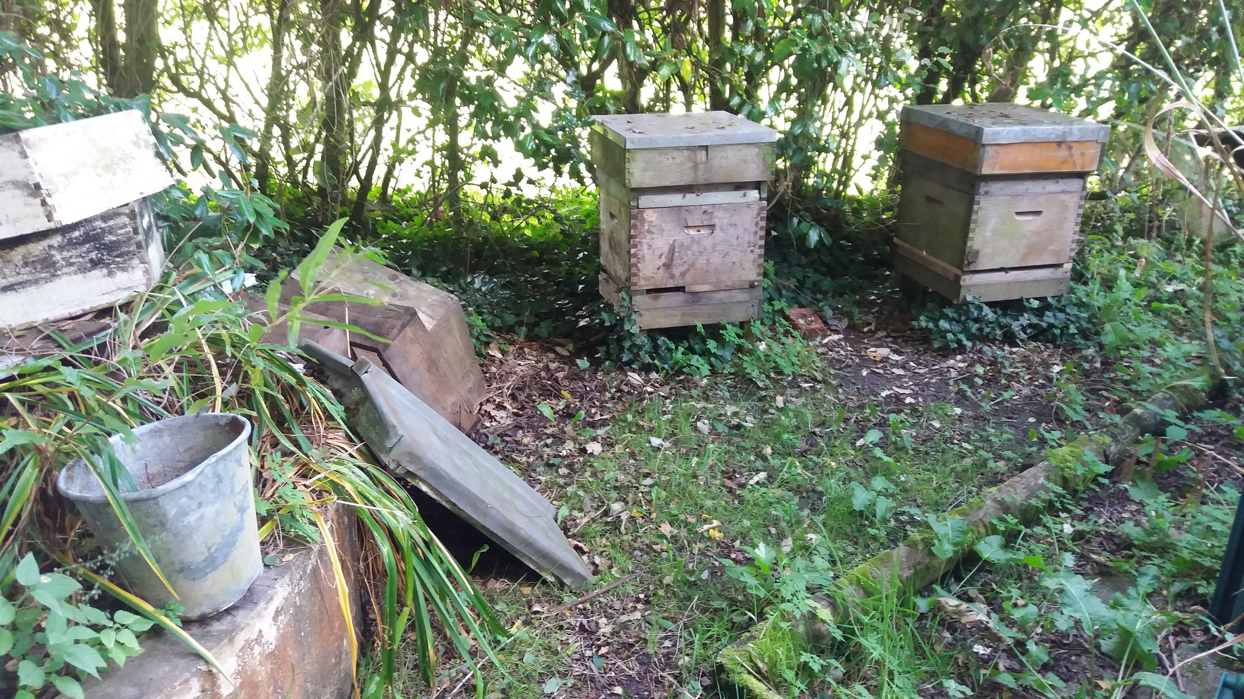 Bee hives in thegrounds