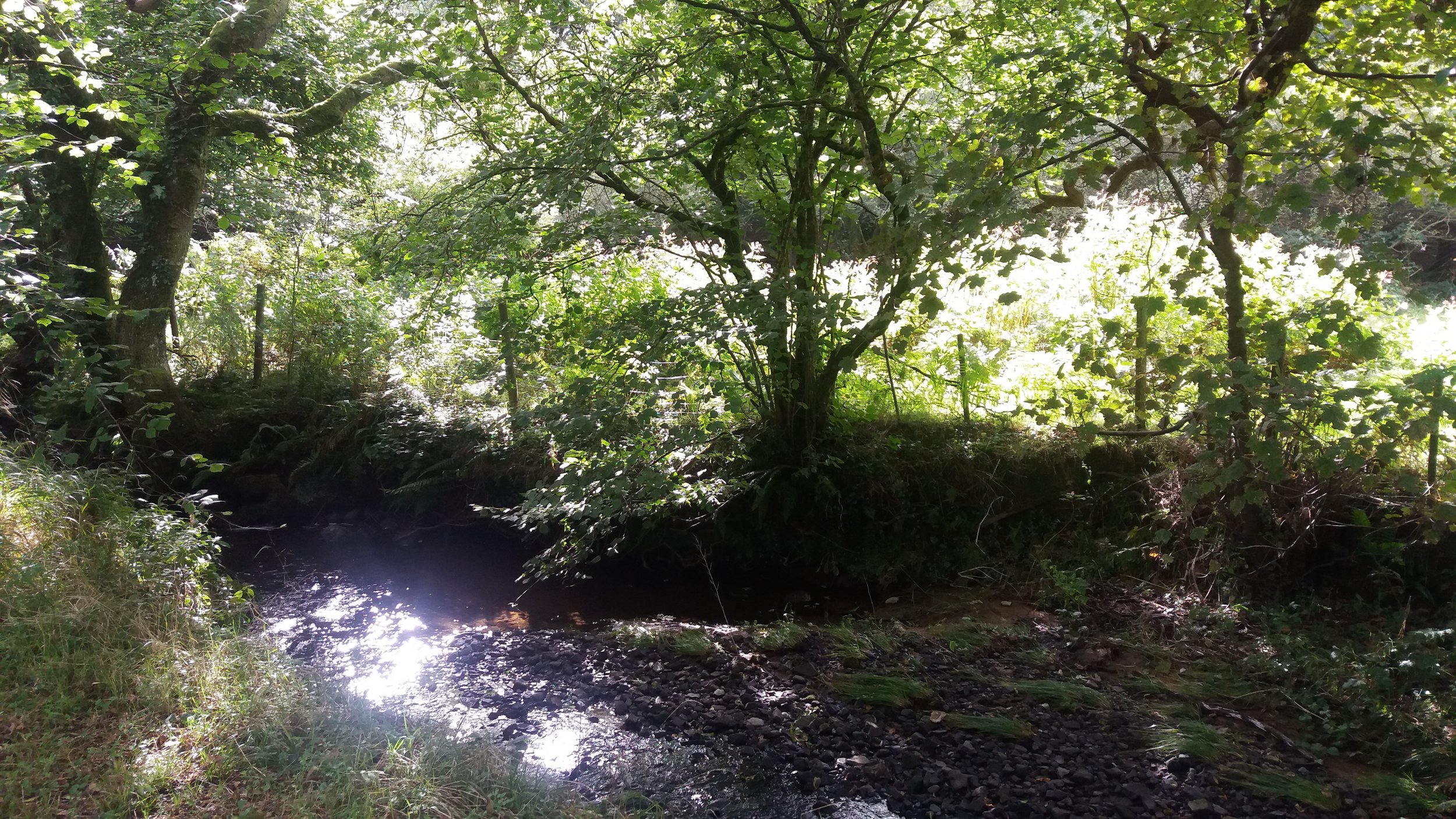 The grounds