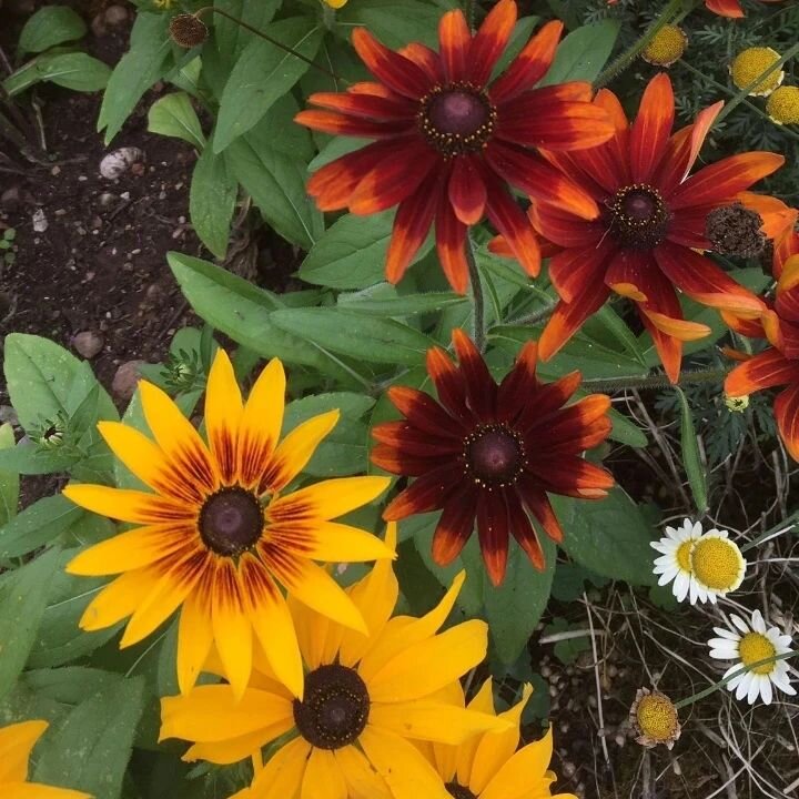 Autumn colours 💛🧡❤