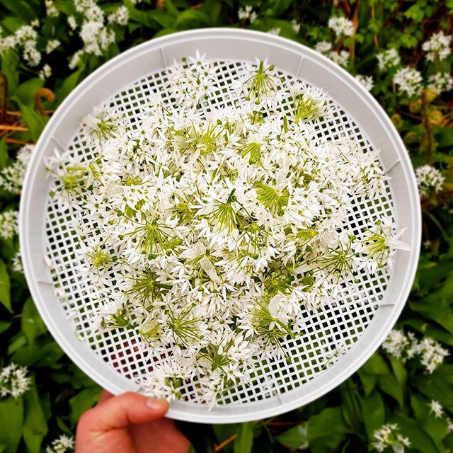 Drying some wild garlic/ramsl&oslash;g for something special this fall. #temperchokolade #ribe #danmark #ramsl&oslash;g #wildgarlic #vadehavet #sydvestjyskesmagsoplevelser