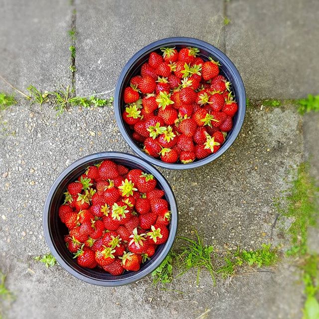 First strawberries from our gardens. #temperchokolade #chocolate #chokolade #ribe #danmark ##jordb&aelig;r #strawberries #have #sydvestjyskesmagsoplevelser #vadehavet