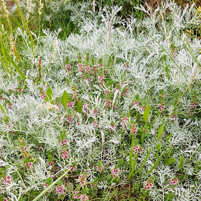 Hunting Sea Wormwood in Ballum. We have normal wormwood in our gardens but I prefer the wild sea wormwood a little more. Has such a &quot;funky lavender&quot; taste and smell and makes an interesting pairing with dark chocolate. #temperchokolade #cho