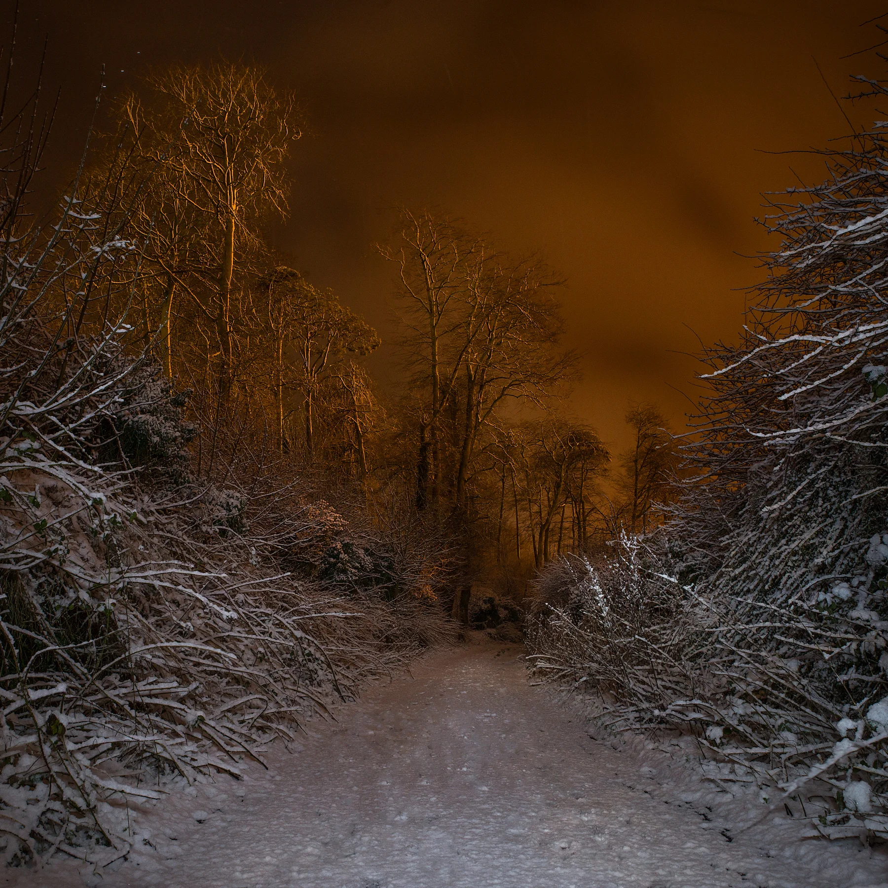 Snow at Night