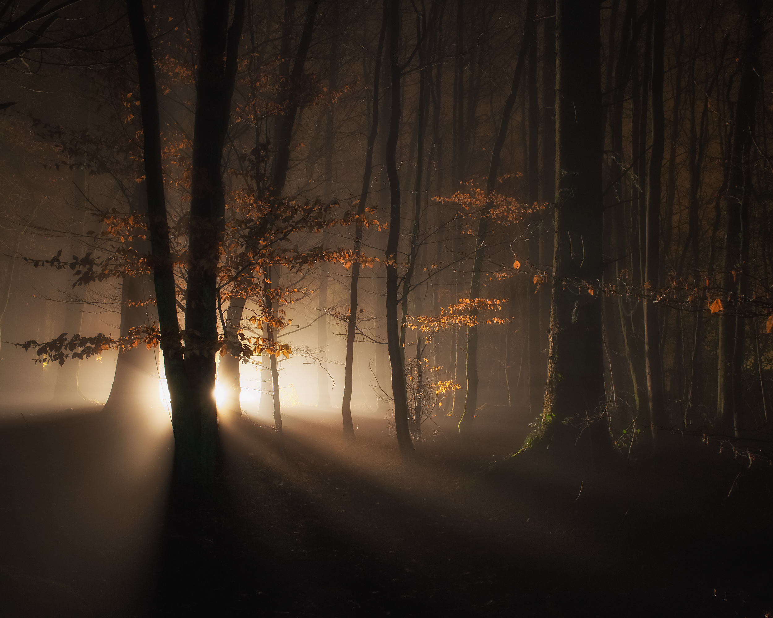 Туман бывает вечером. Мистические пейзажи. Темный лес. «Ночь в лесу». Мрачный пейзаж.