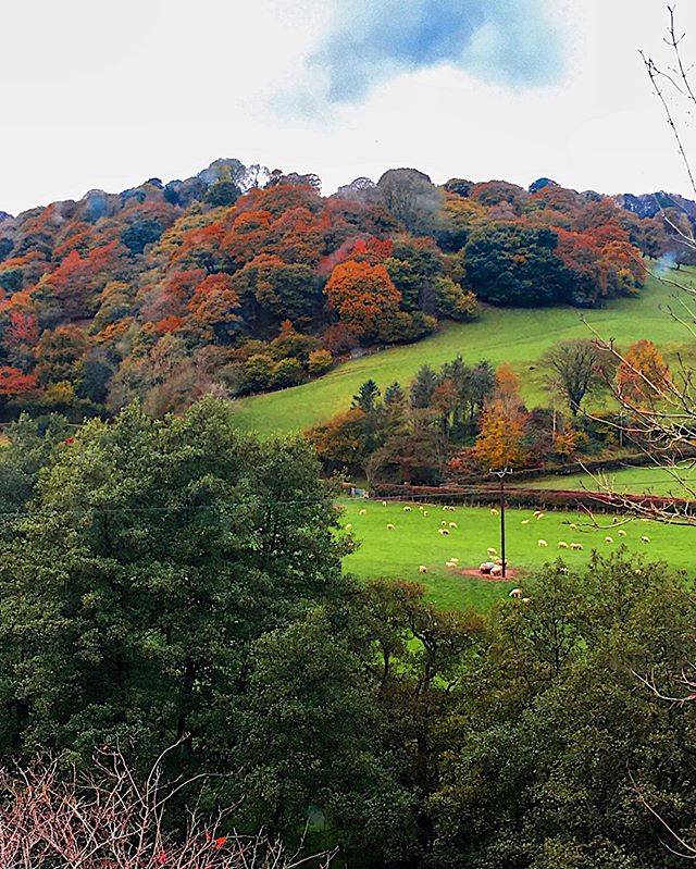 Happy November, lovelies. How many of you are participating in #NaNoWriMo? 🖌
&bull;
&bull;
&bull;
#nature #countryside #lovetheuk #unitedkingdom #countryliving #greenery #vegan #landscape #naturalview #slowliving #thathyggefeeling #thathyggelife #co