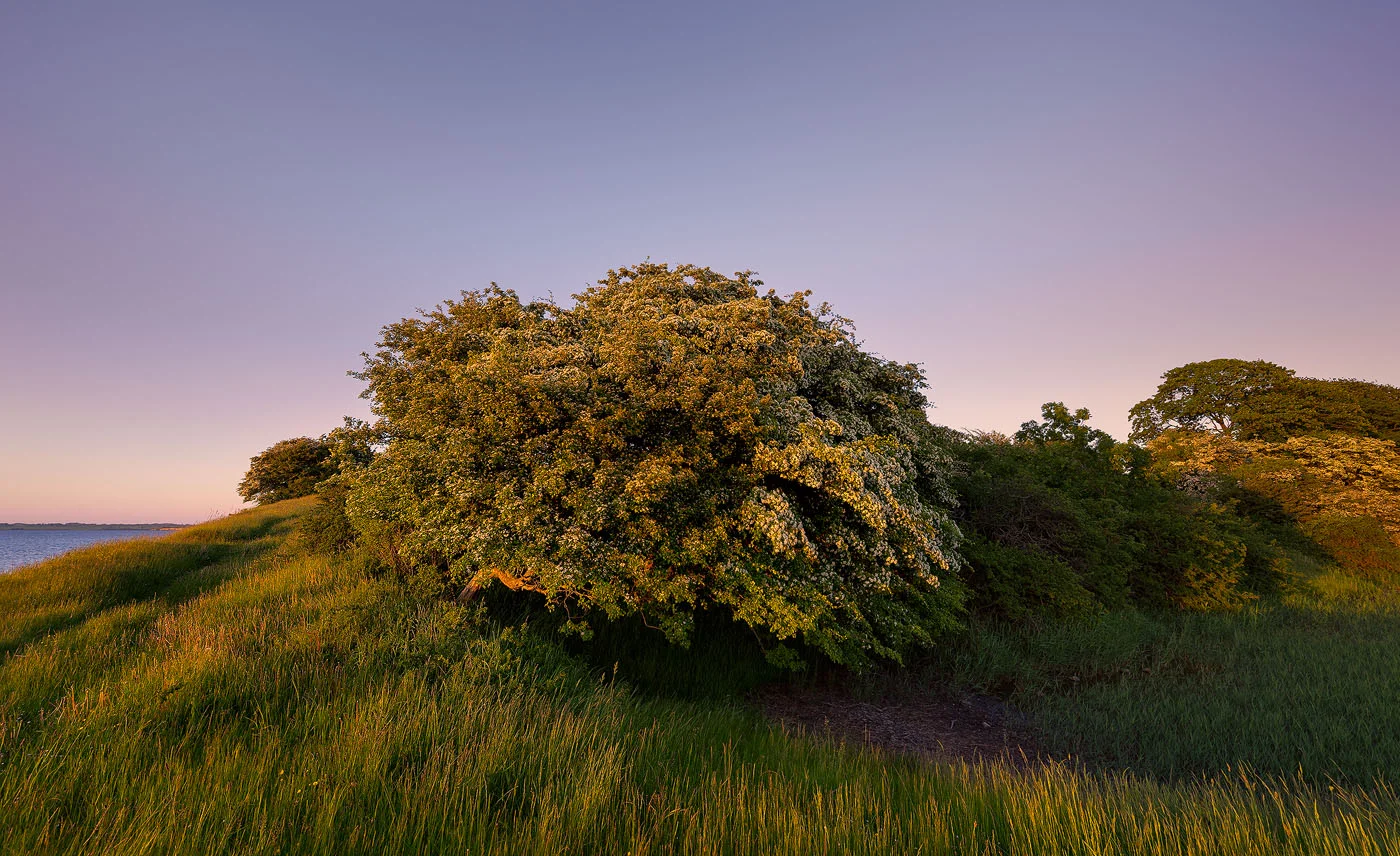 Tree 2015