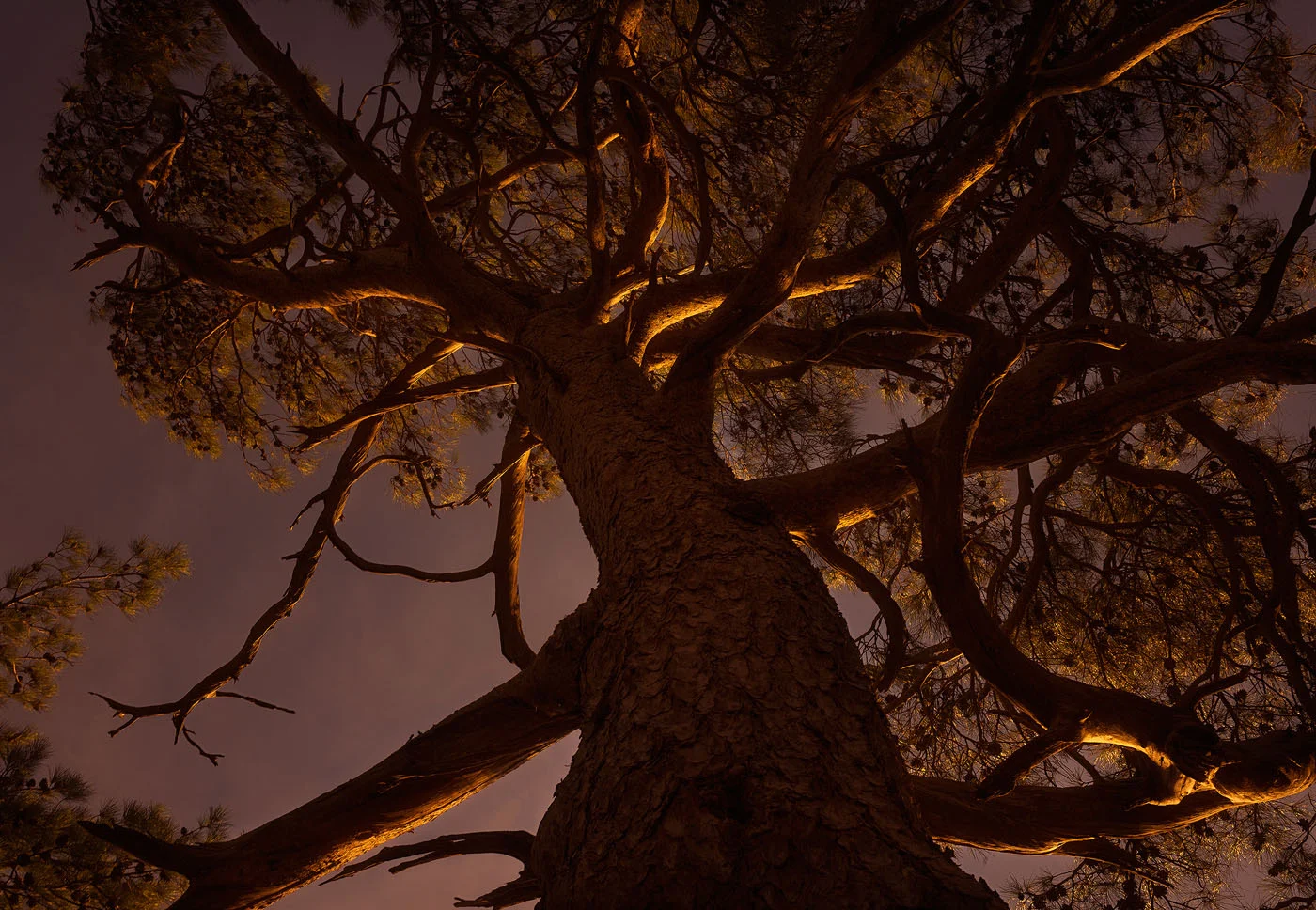 Curves of a Tree 2015