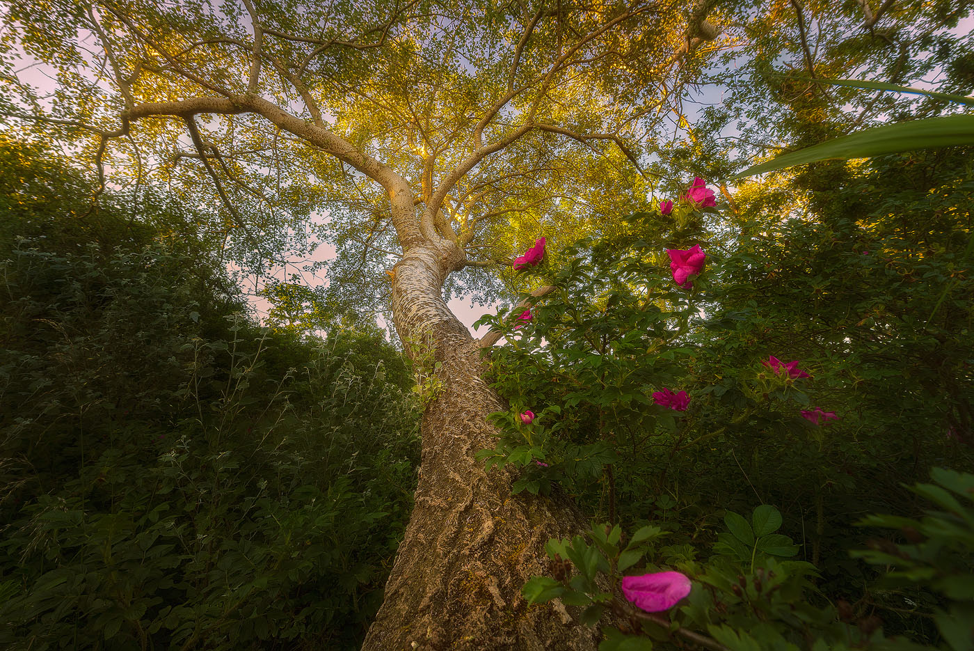 Veins of Life 2015