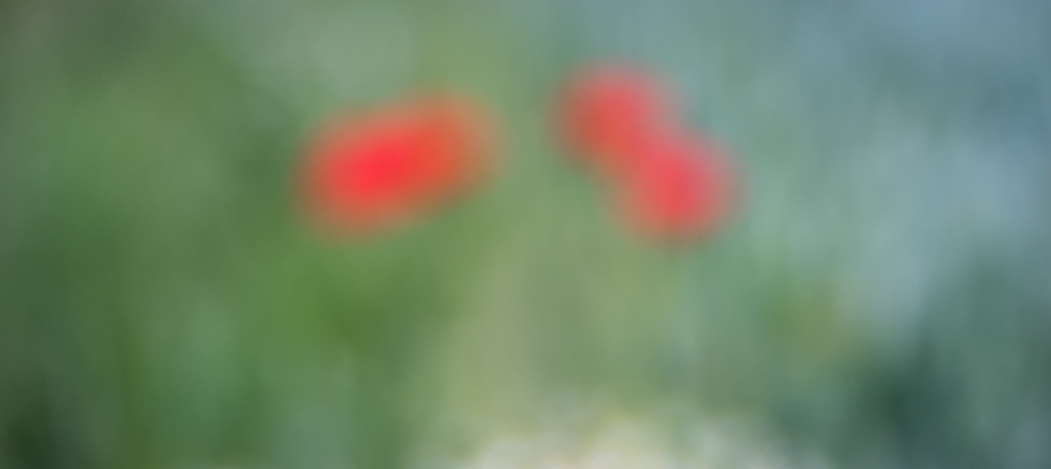 Poppy Impressions Diffused image of poppys in grass field 2017