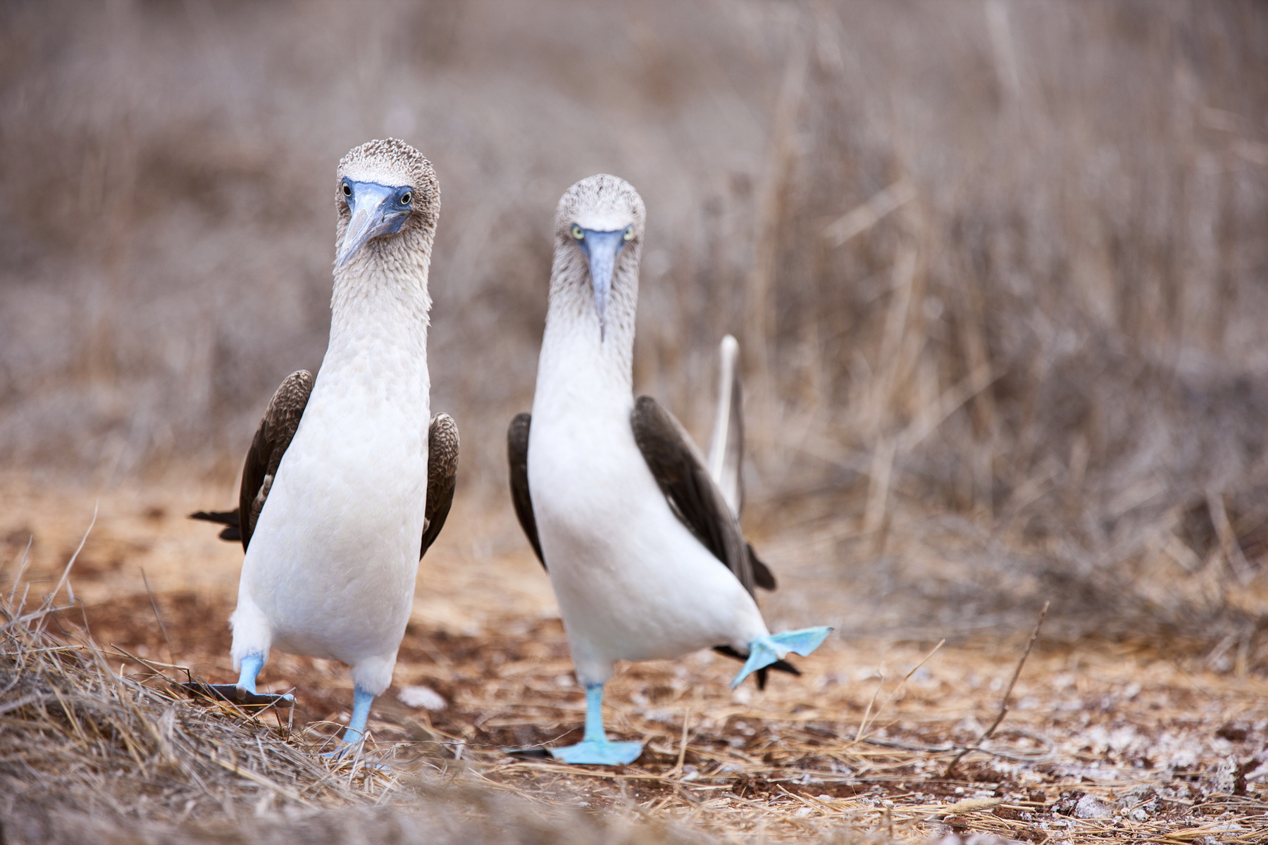 BlueFootedBoobies_smaller.jpg
