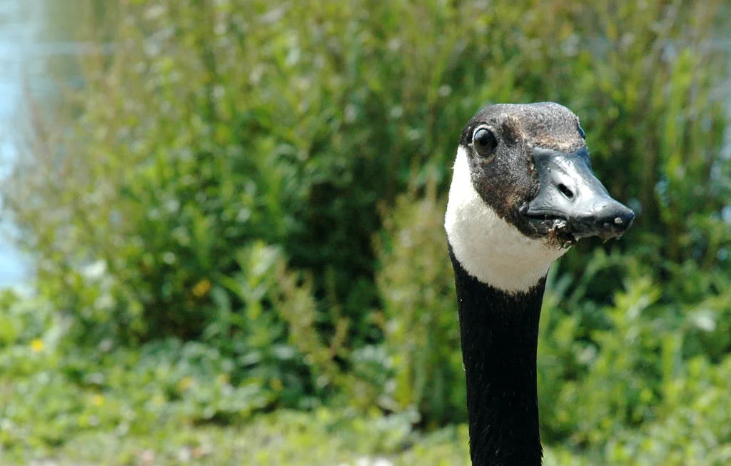 Goose.jpg