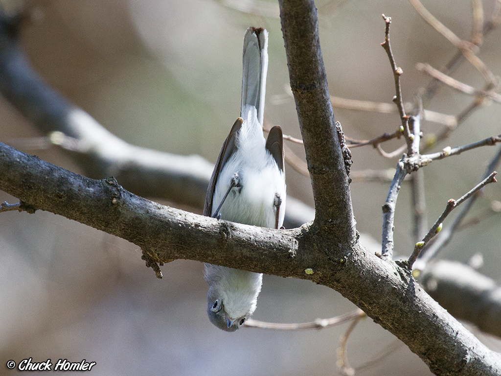 Peek-A-Boo Gnatcatcher