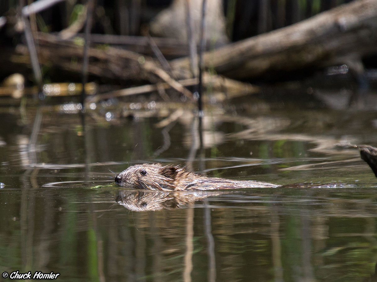 Muskrat