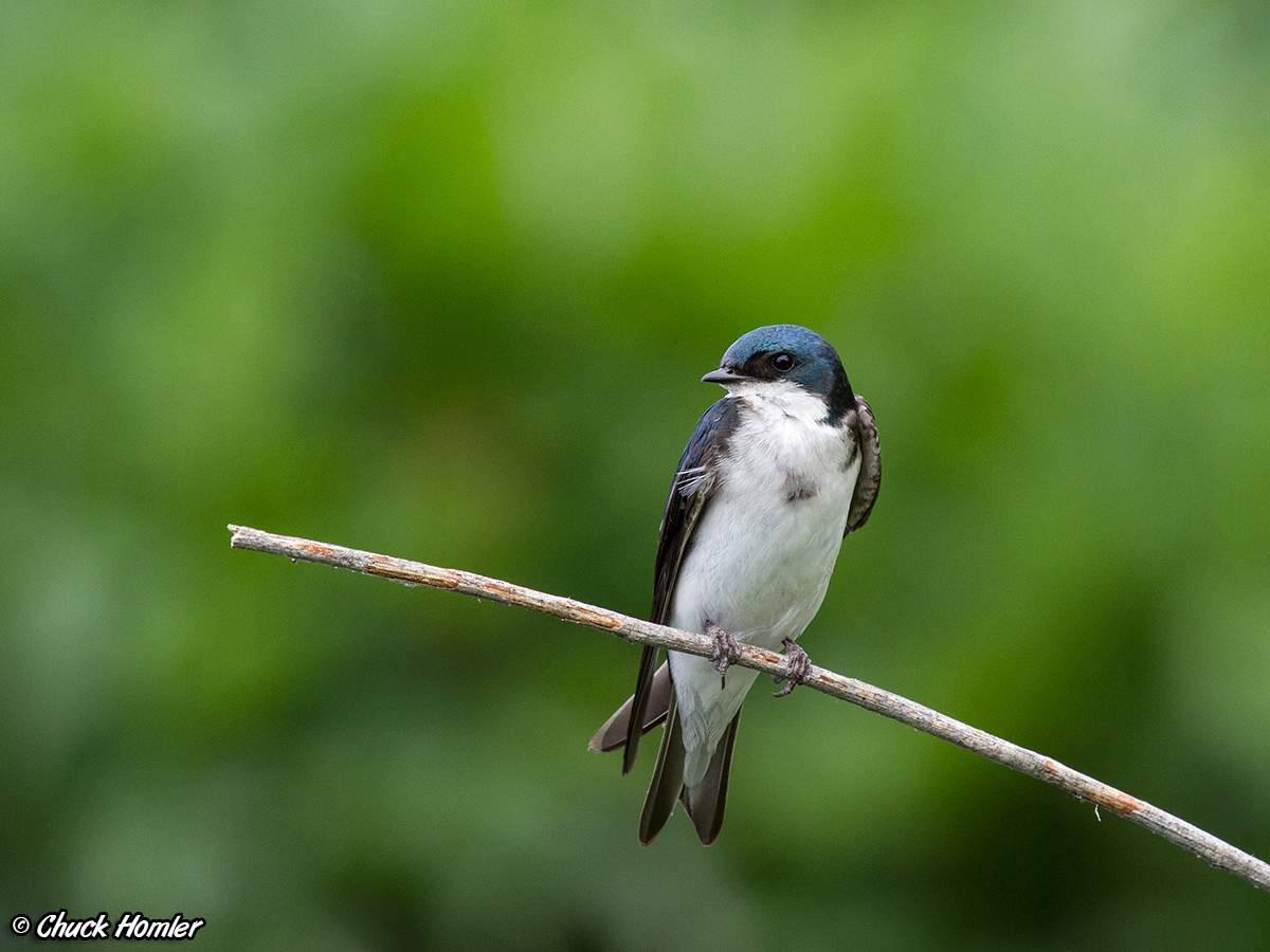 Tree Swallow