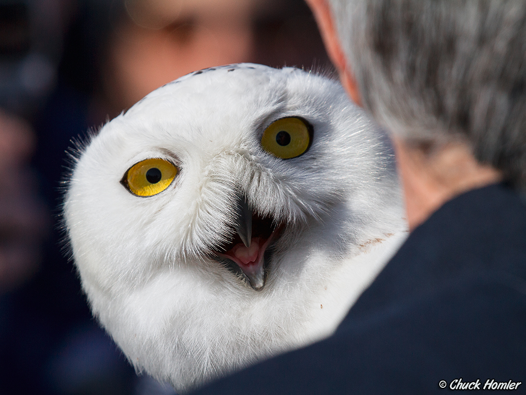 Immature Male Snowy about to be released