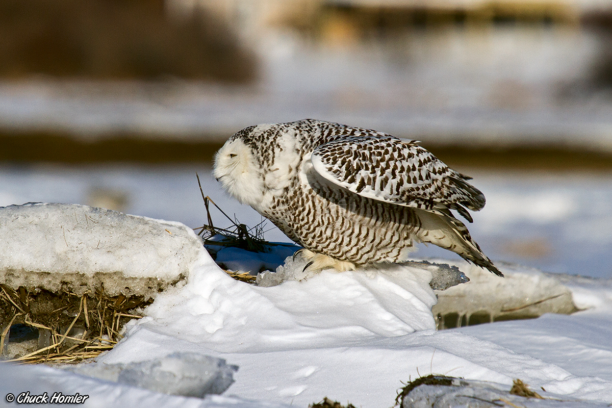 Snowy-squat.jpg