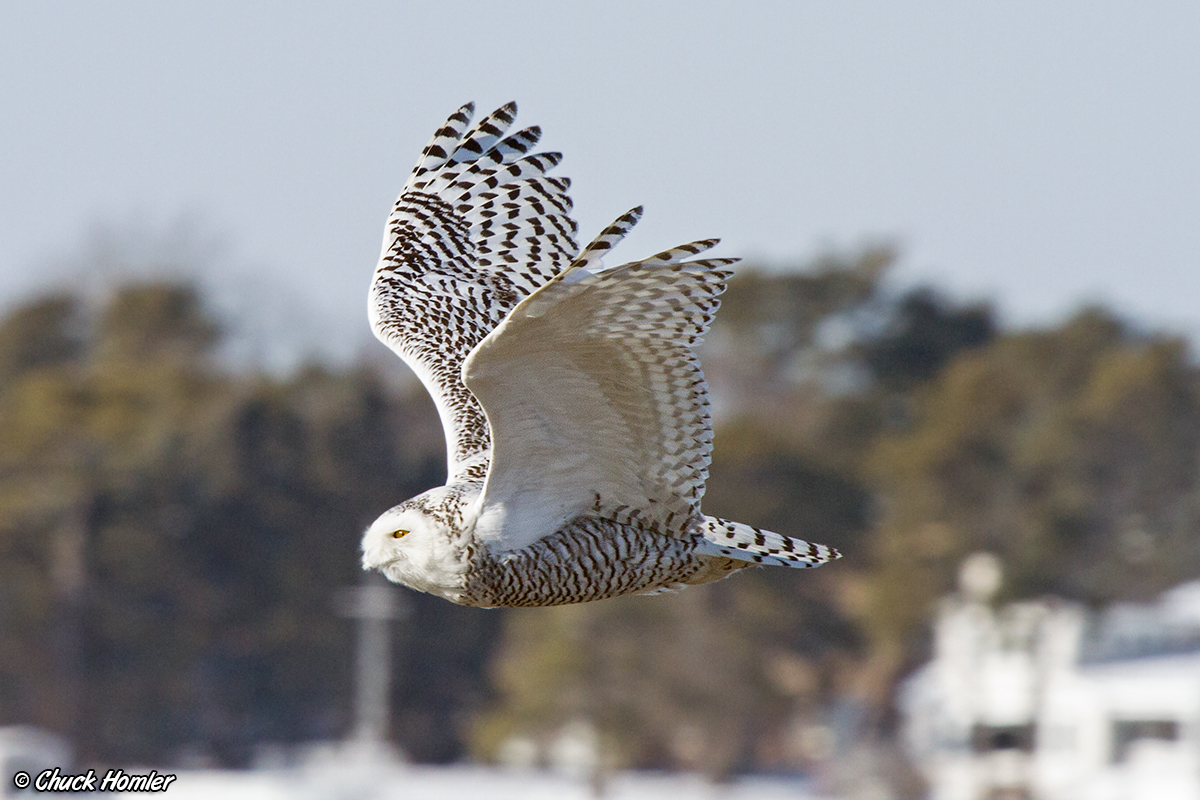 Snowy-FlyBu-Bidd-Pool-Feb.jpg