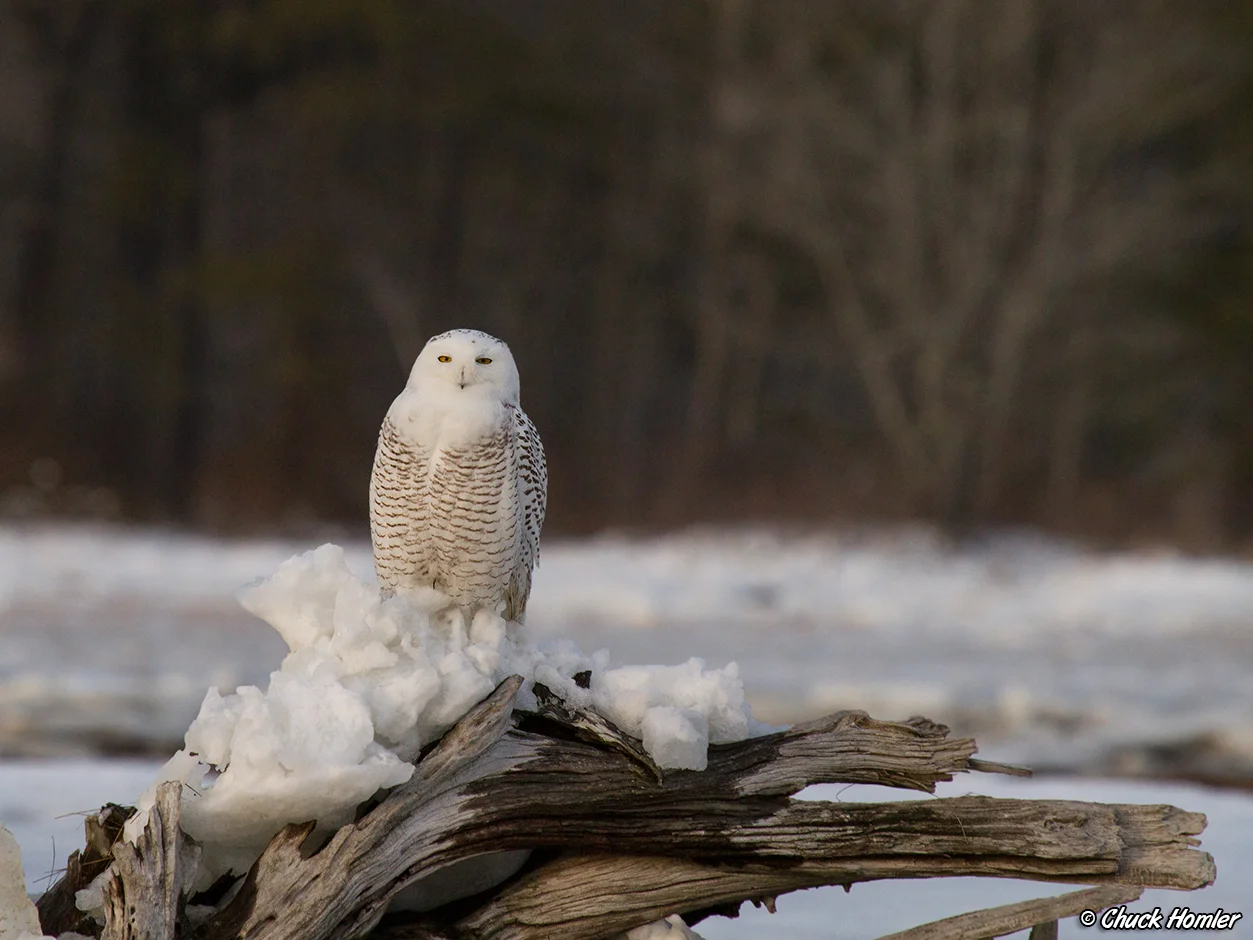 @Rachel Carson NWR
