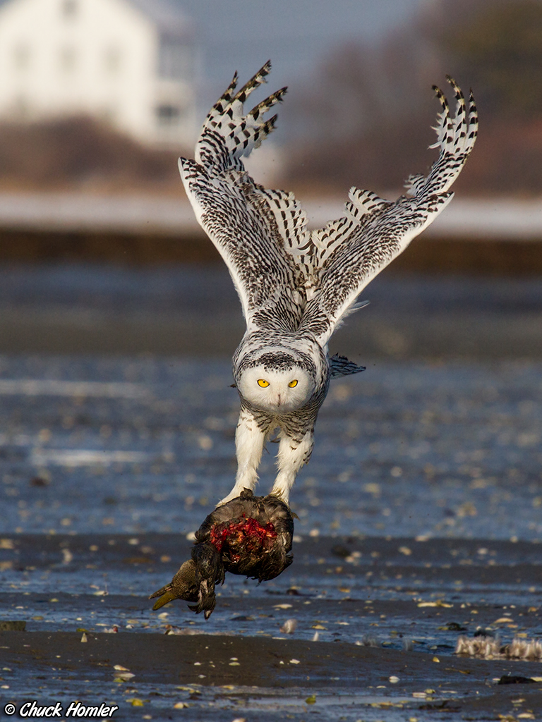 Snowy-With-Prey-Wings-Up.jpg