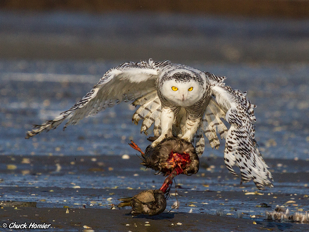 Snowy-With-Prey-Head-Bounce-Wings-Down.jpg