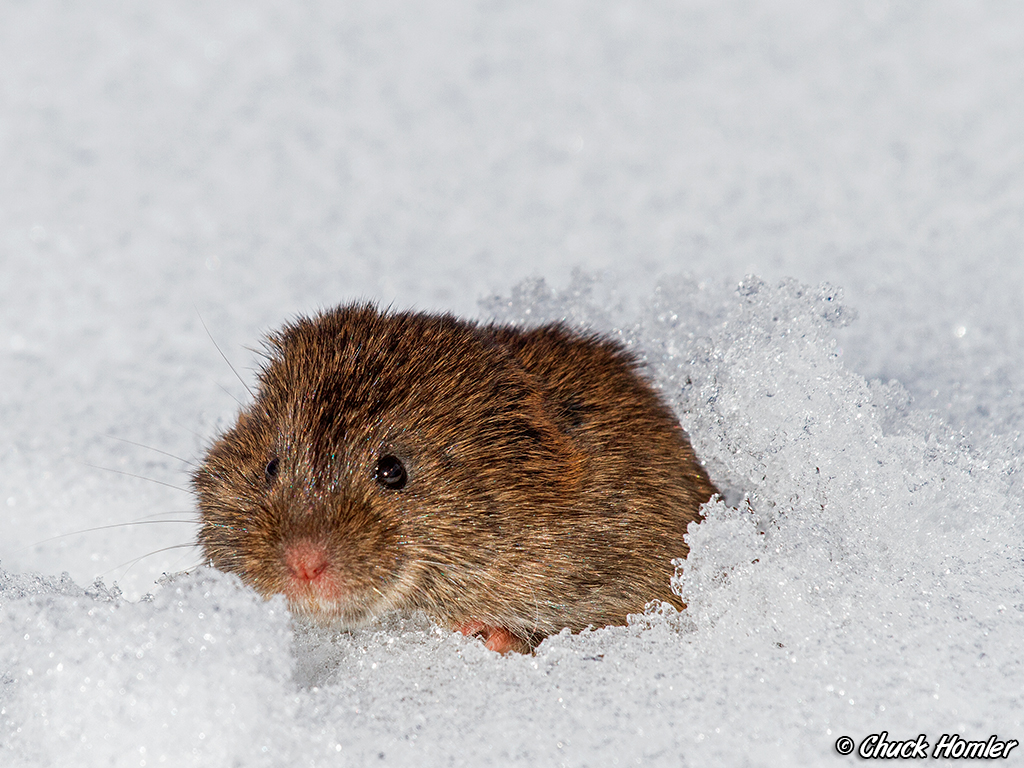 Meadow Vole