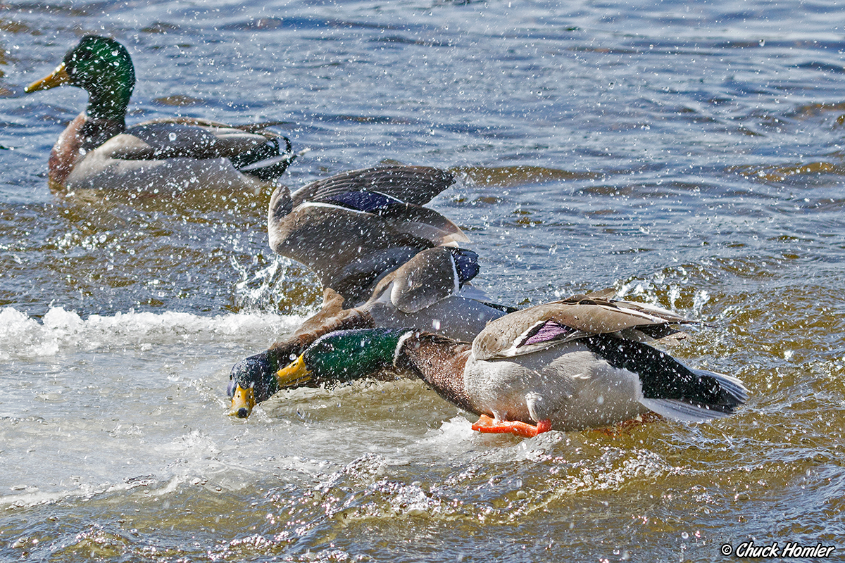 Mallard Fight