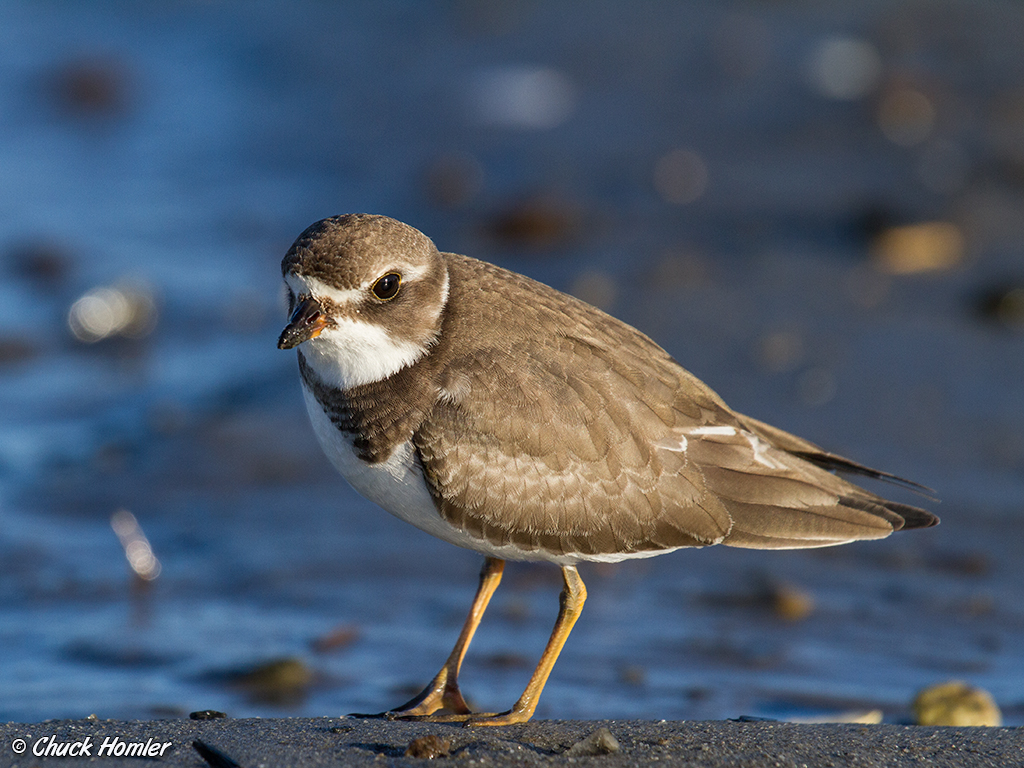 Semipalmated Plover