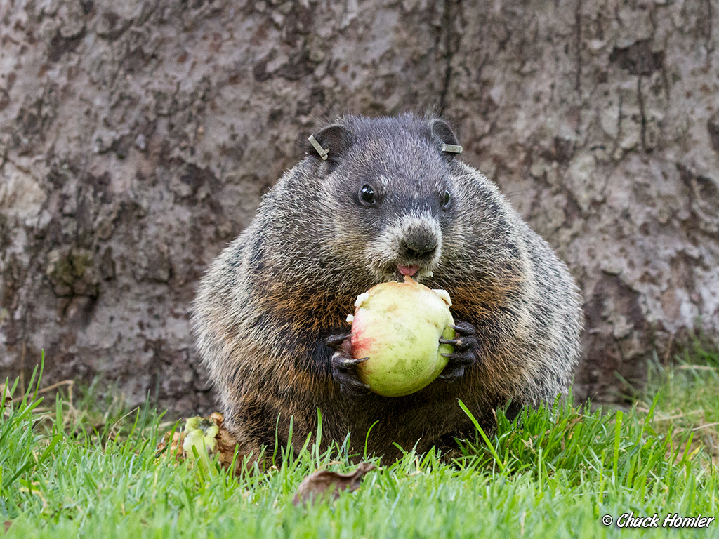 Young Female Grouindhog