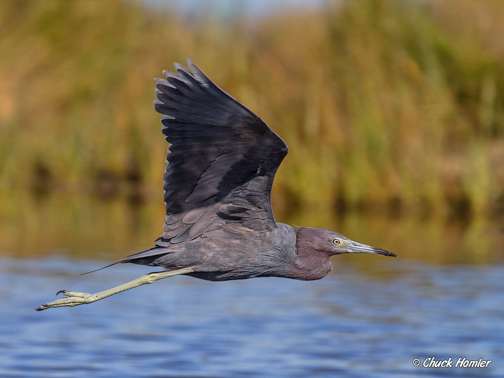 Little Blue Heron