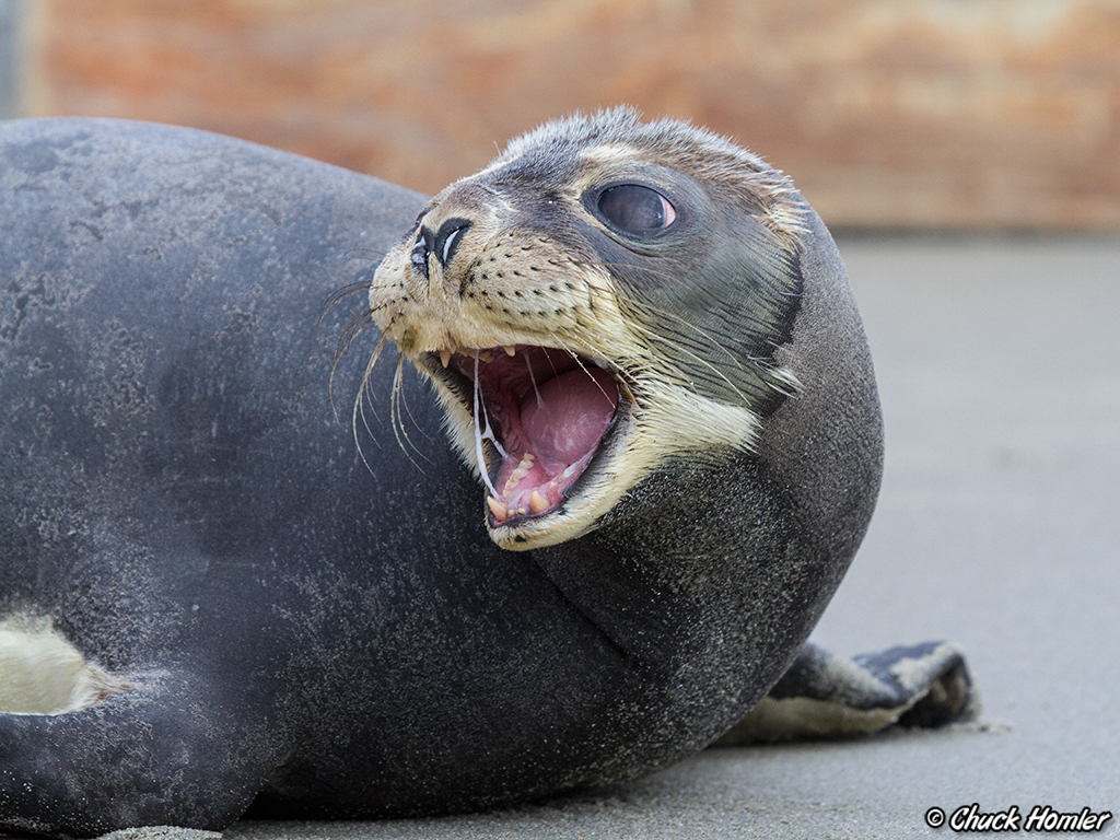 Hooded Seal