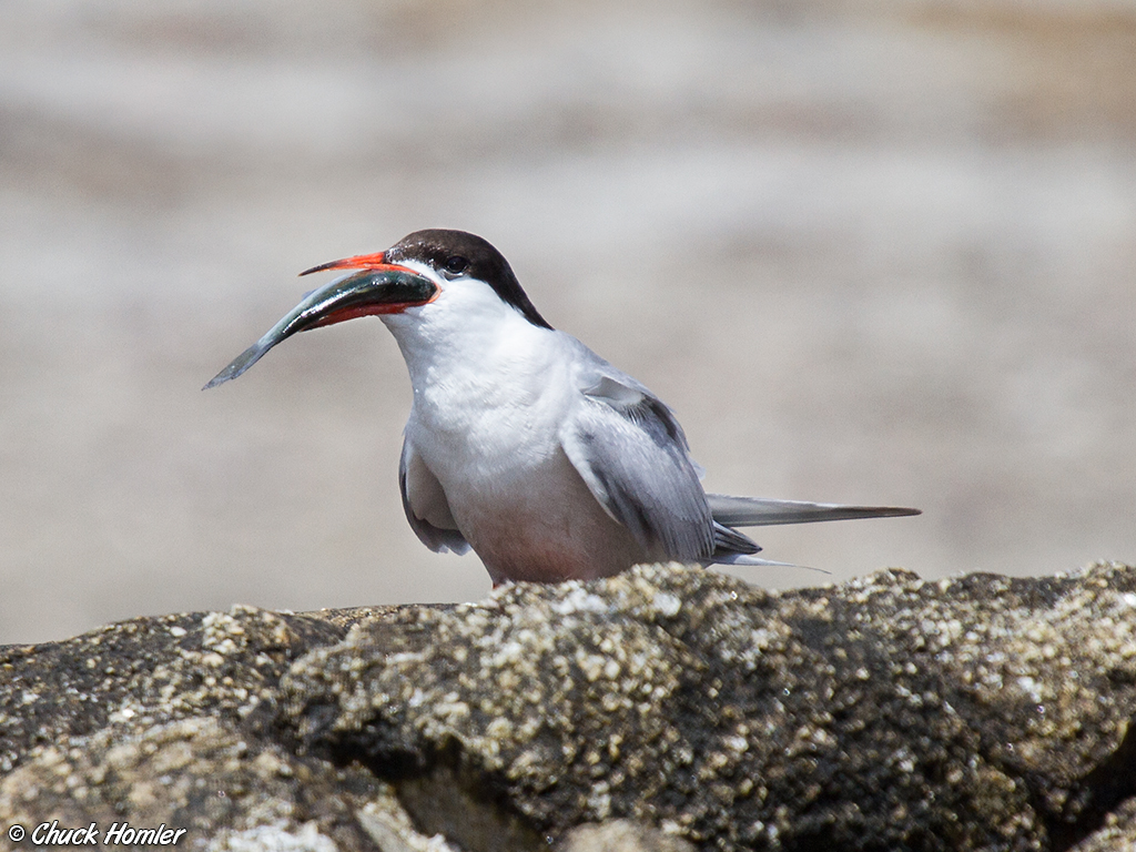 Common Tern
