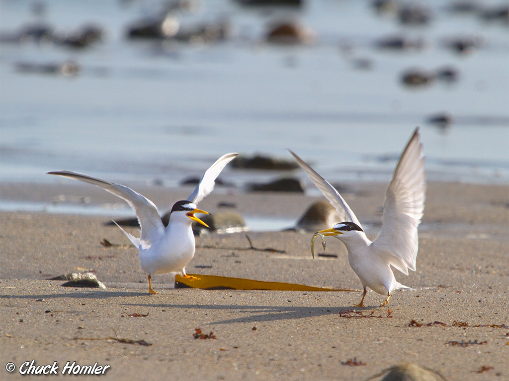 Least Tern Tussle