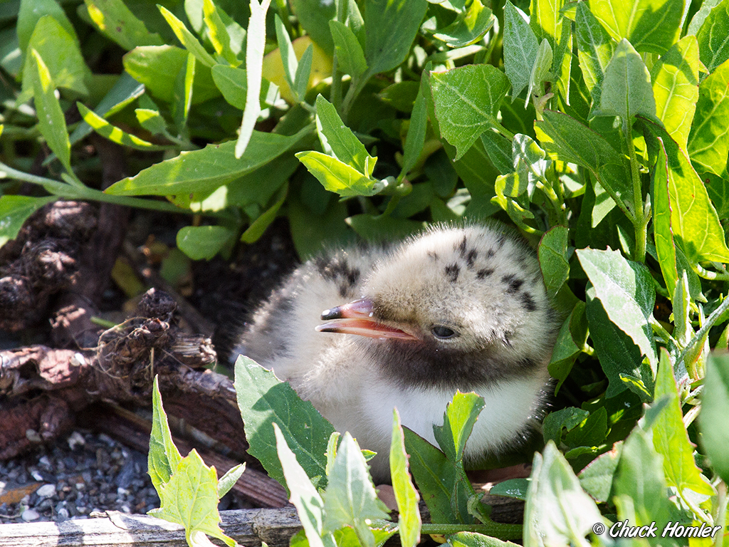 Common Tern Chick