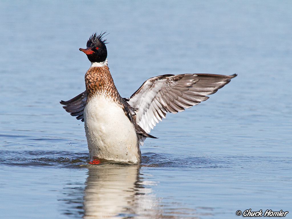 Red-Breasted Merganser