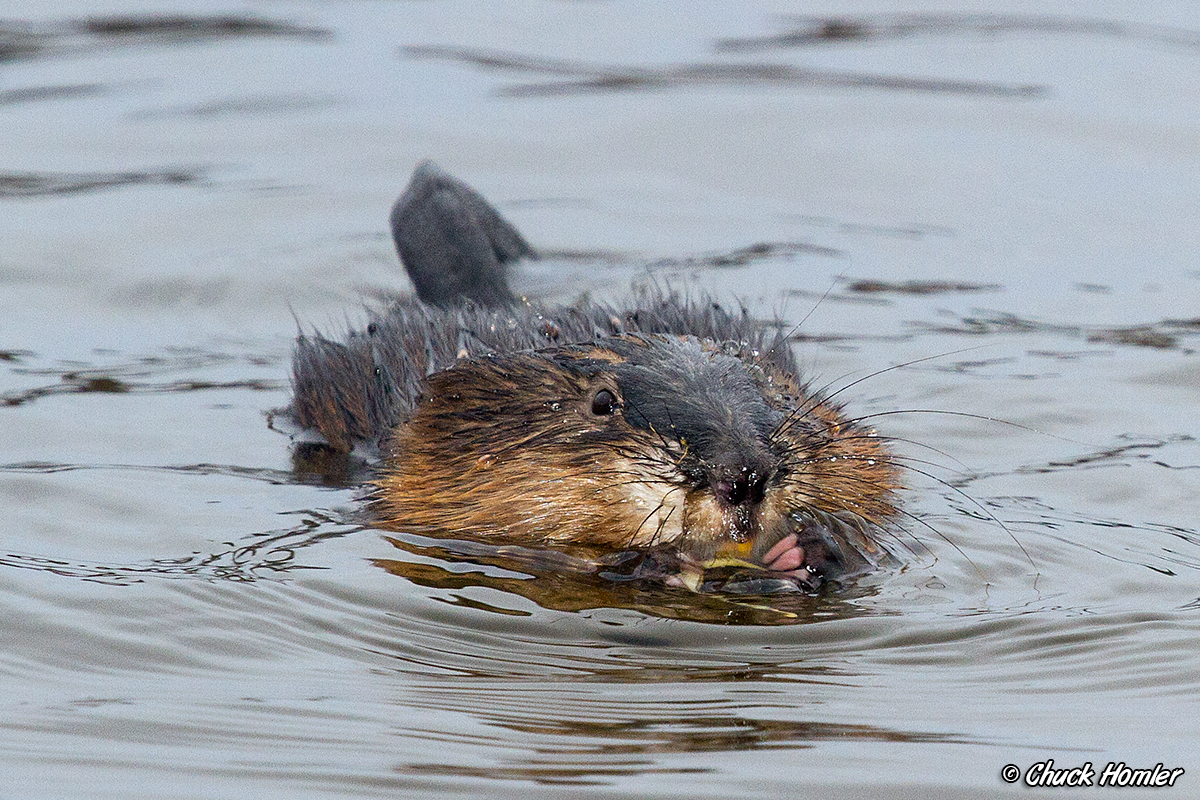 Muskrat