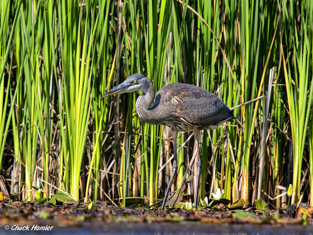Great-Blue Heron