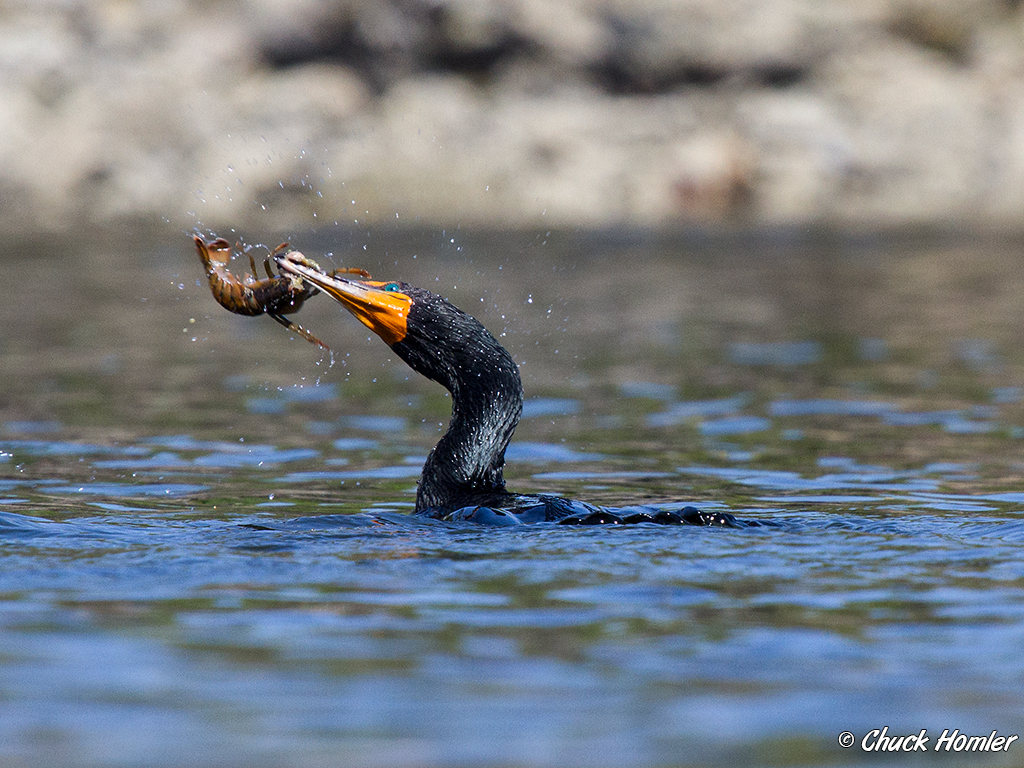 Double-Crested Cormorant (with lobster)