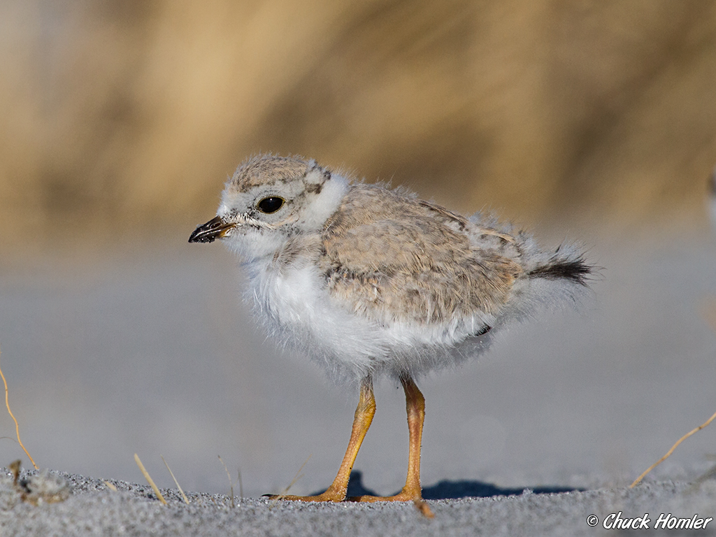 Piping Plover