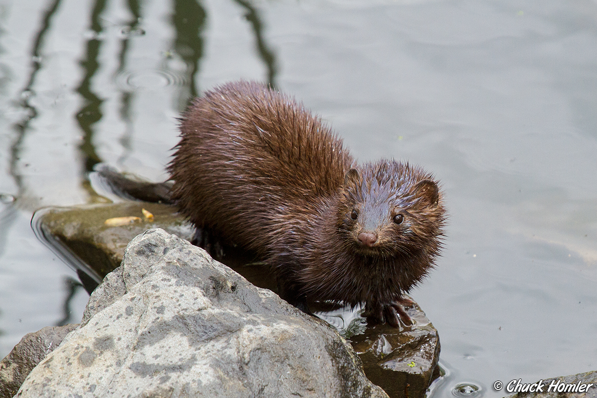 American Mink