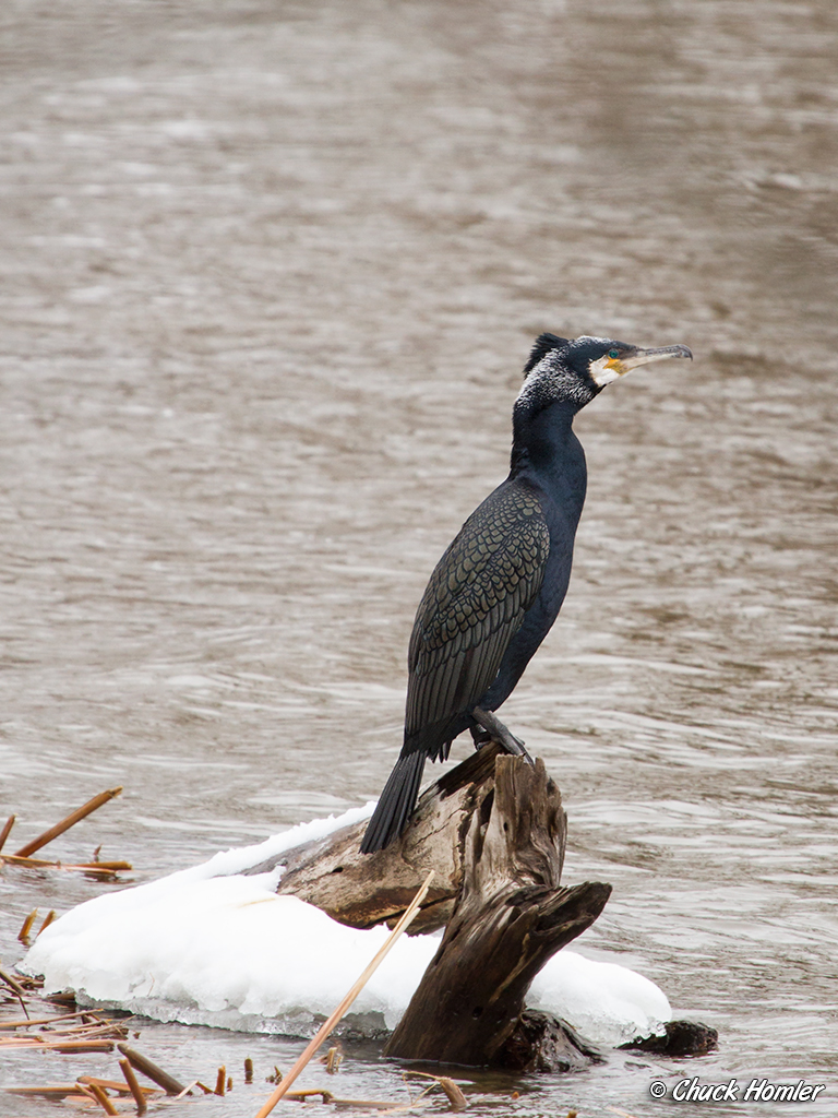 Great Cormorant