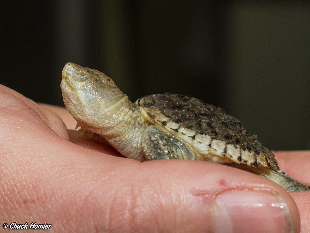 Hypomelanistic Snapping Turtle