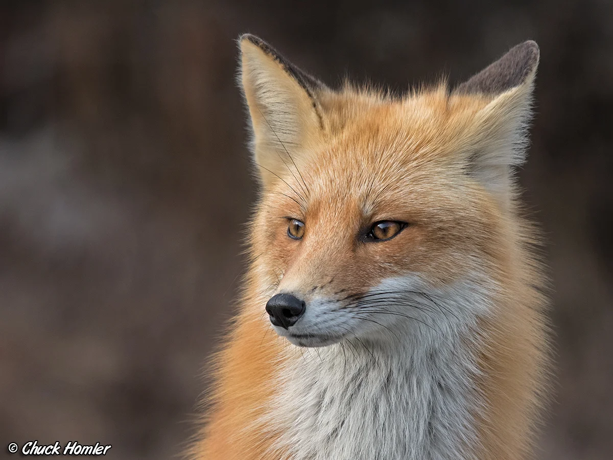 Red Fox (Vulpes vulpes)