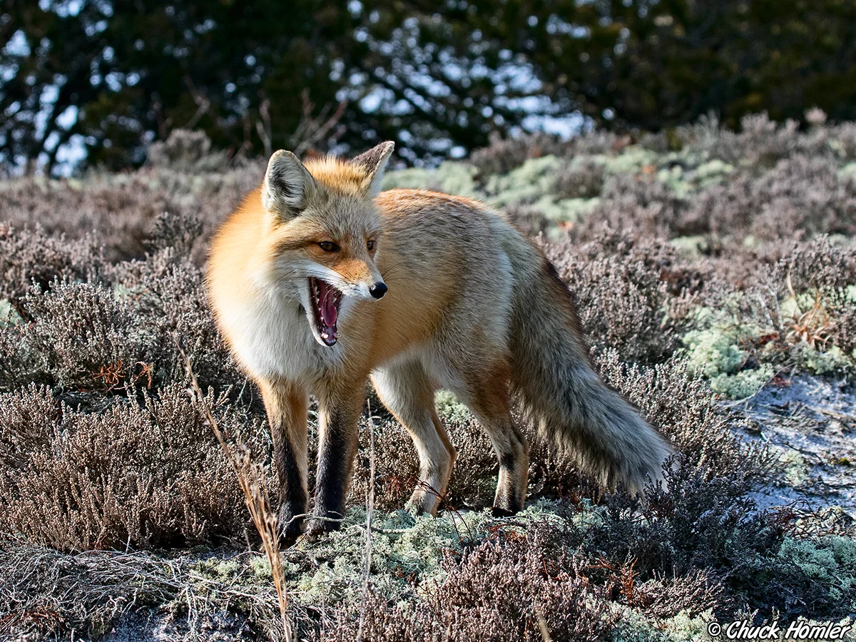 Red Fox