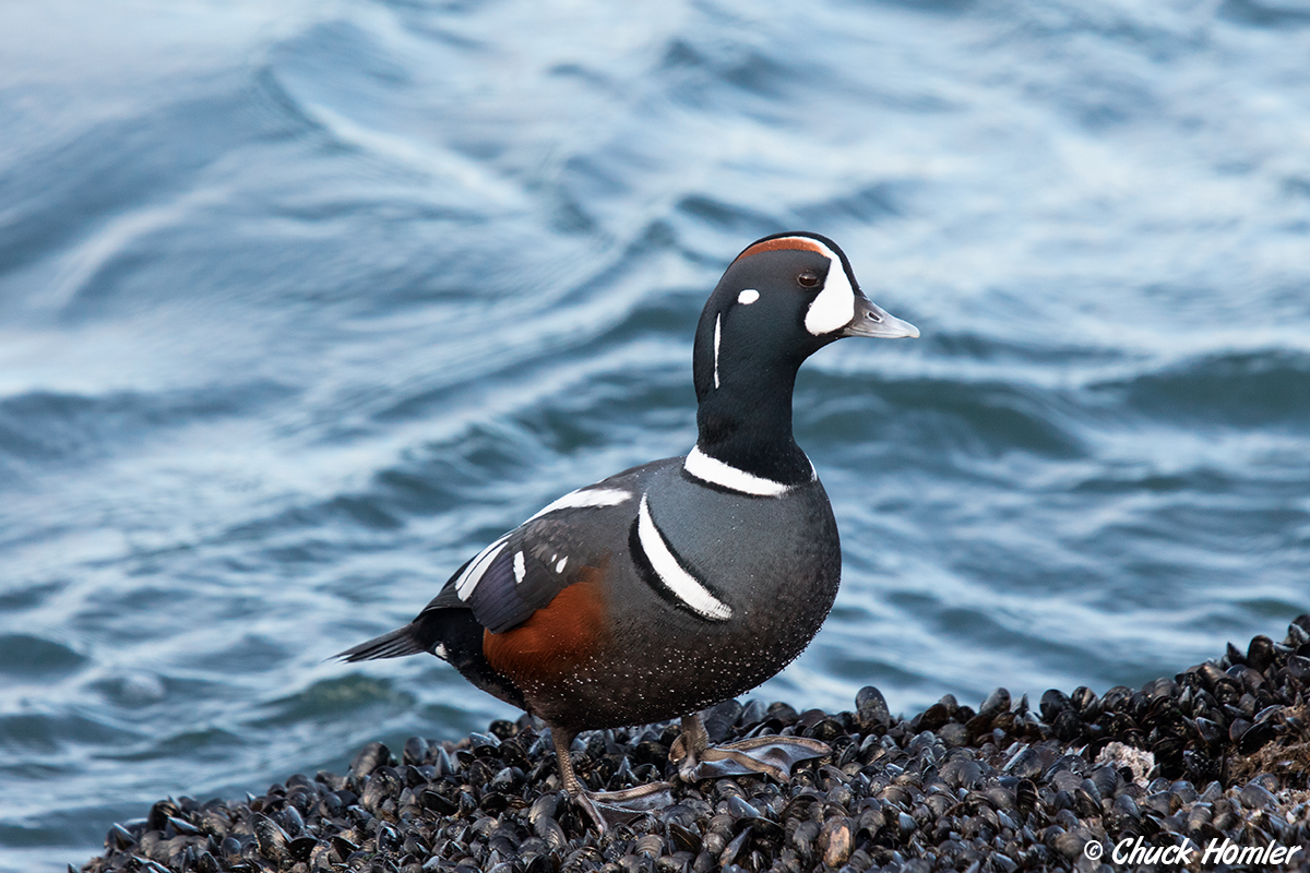 Harlequin Duck