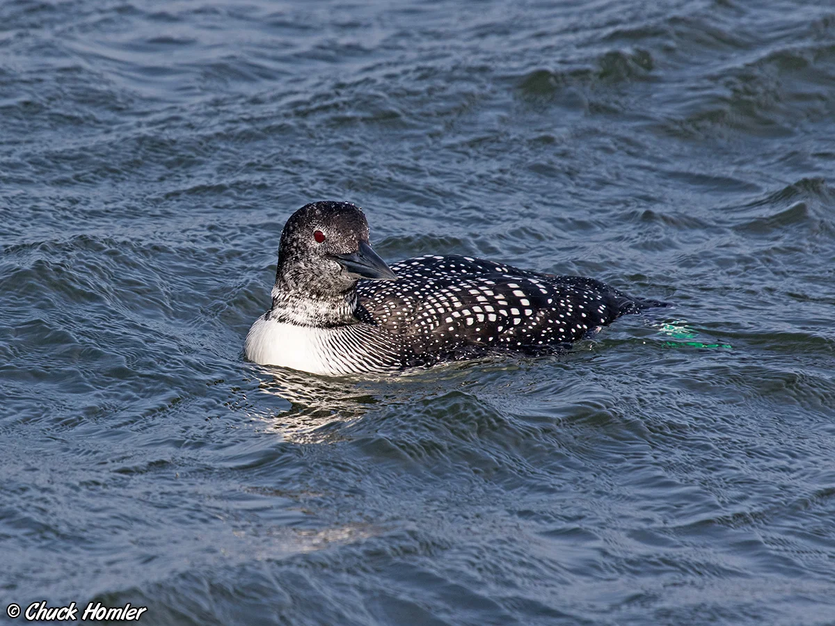 Common Loon
