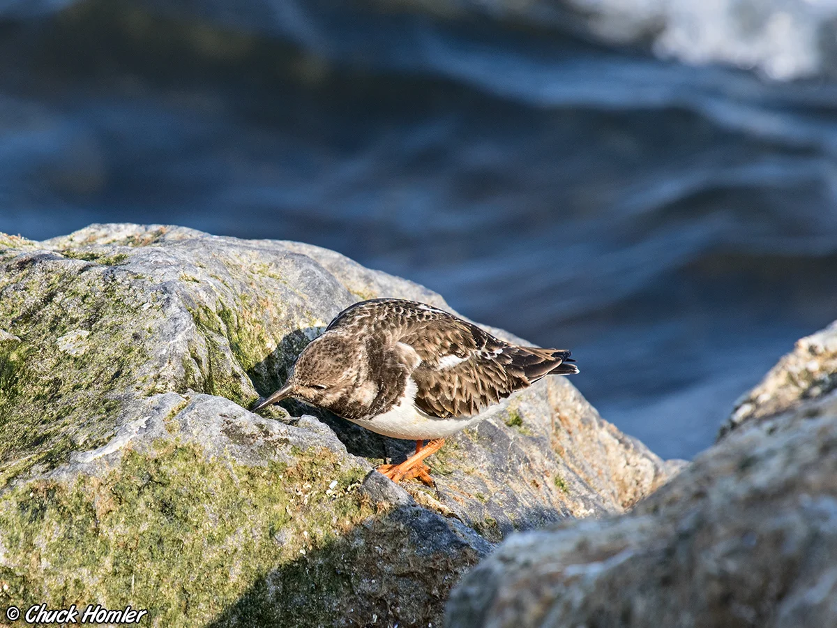 Ruddy Turnstone
