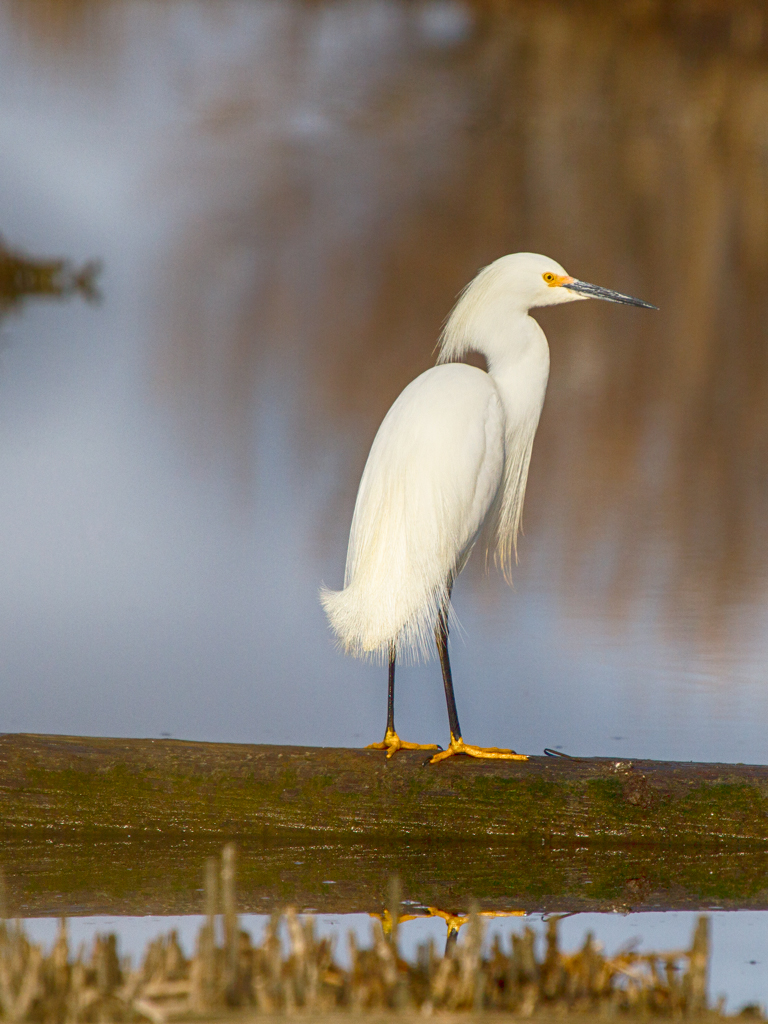Snowy Egret