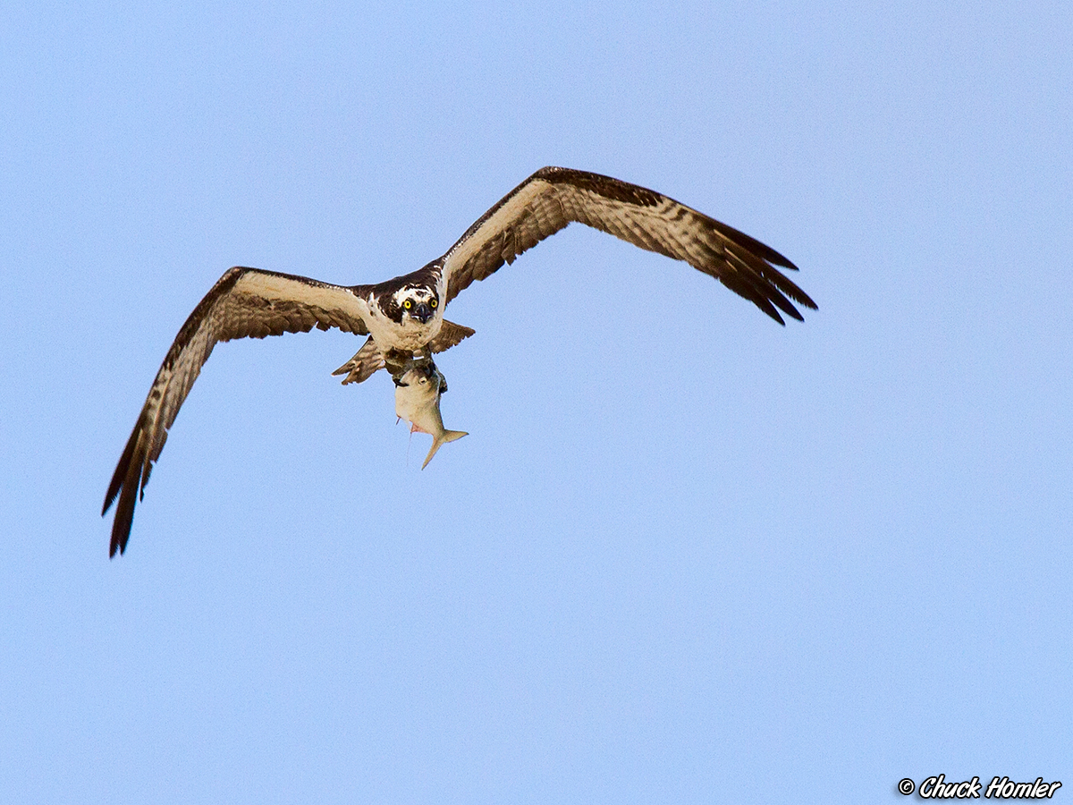 Osprey