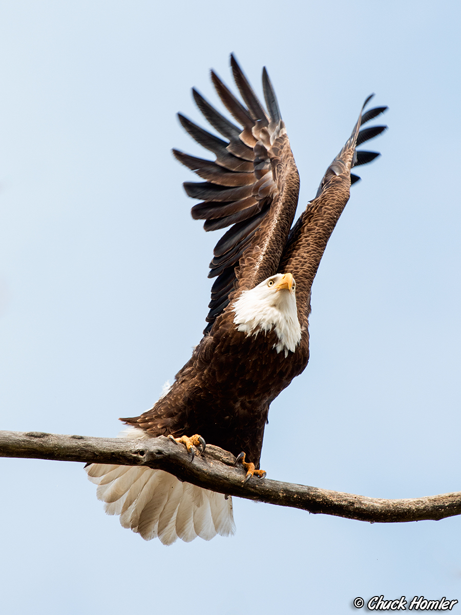 Bald Eagle