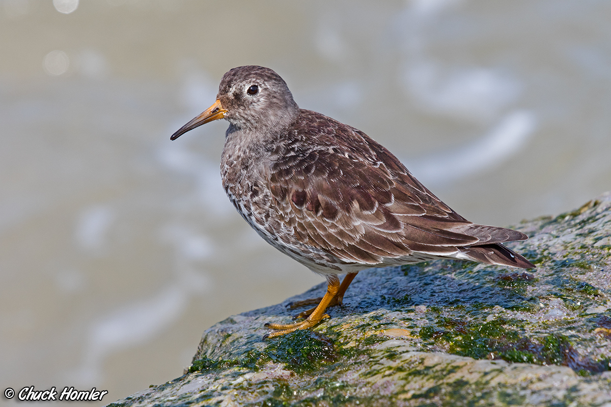 Purple Sandpiper